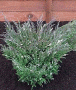 juniperus horizontalis variegata